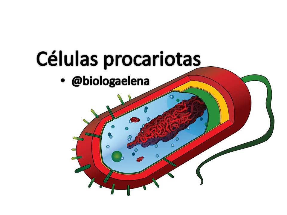 celulas procariontes