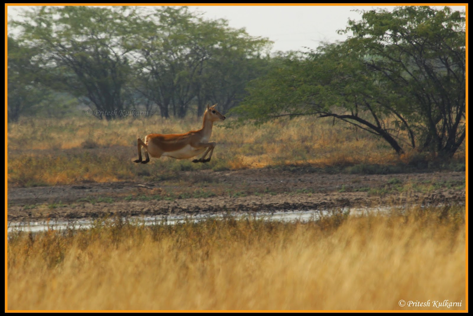 Run fast....Blackbuck in Velavadar Run fast....Blackbuck in Velavadar
