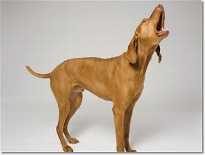 The Pet Tree House Where Pets Are Family Too Would You Ever