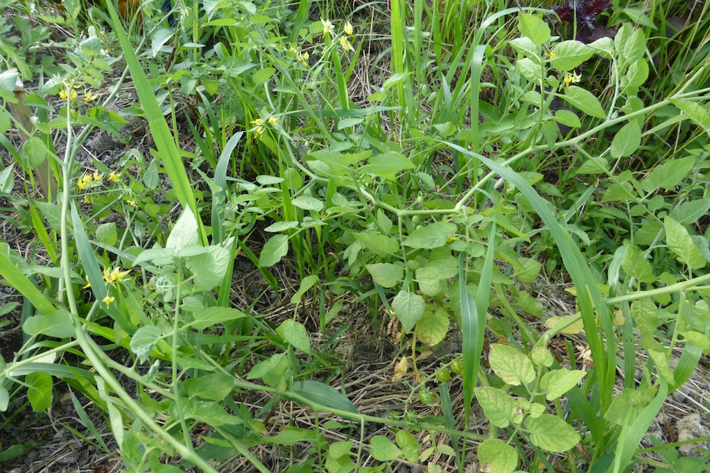 緑の薄い野菜と濃い野菜 どっちを選びますか 硝酸性窒素の危険性について 珍妙雑記帖