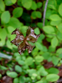 Empty seed head of Fritillaria lanceolata
