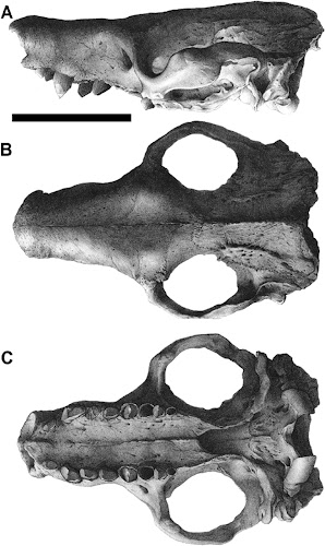 Macroeuphractus skull