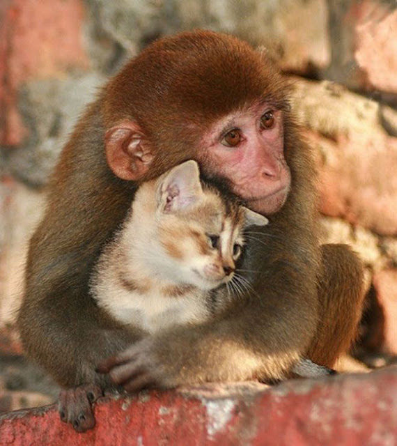 Como eu gosto de voce imagem de amor gato e macaco
