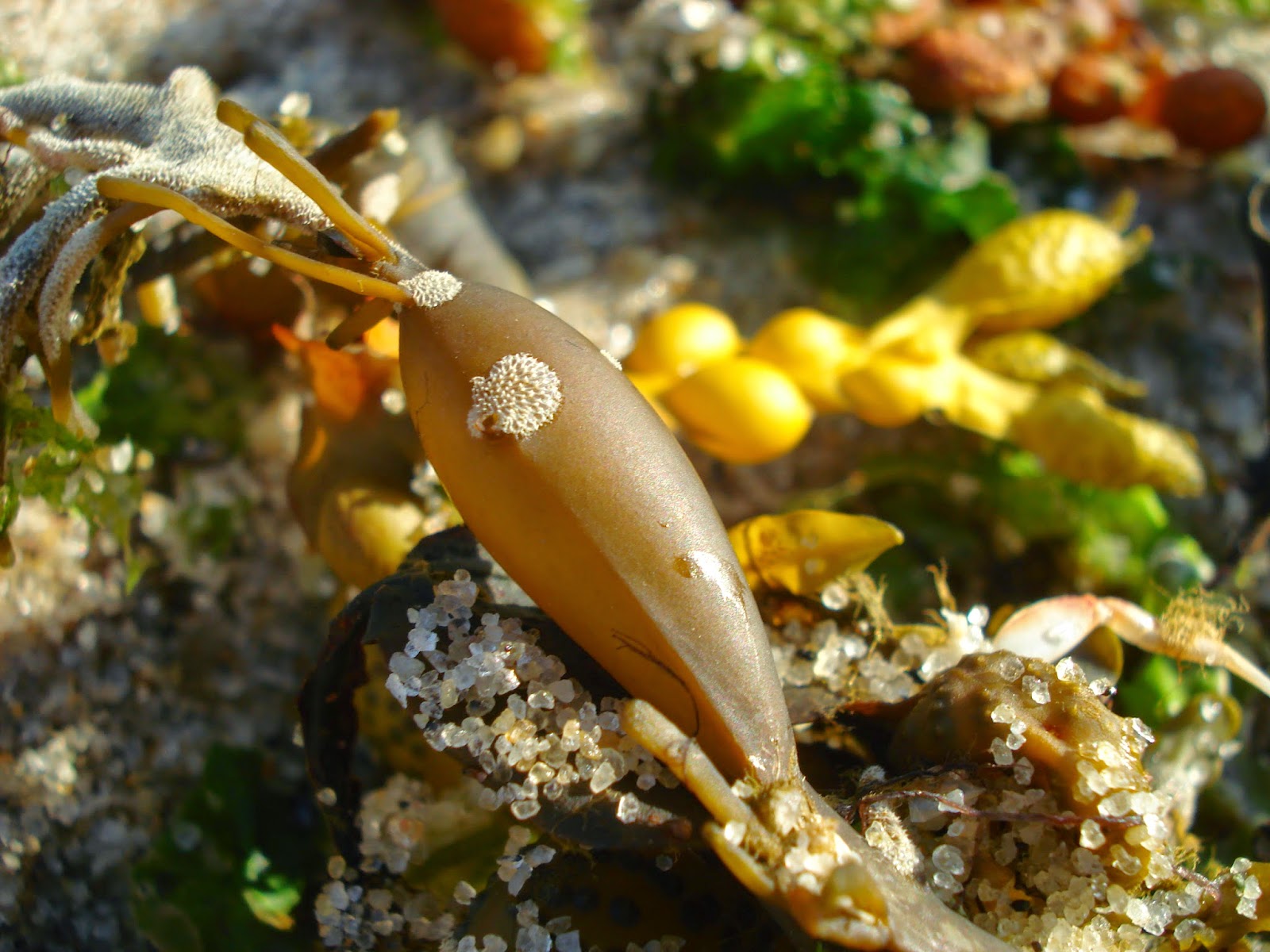 The Essence of Herbs Seaweeds An Underutilized Vegetable!