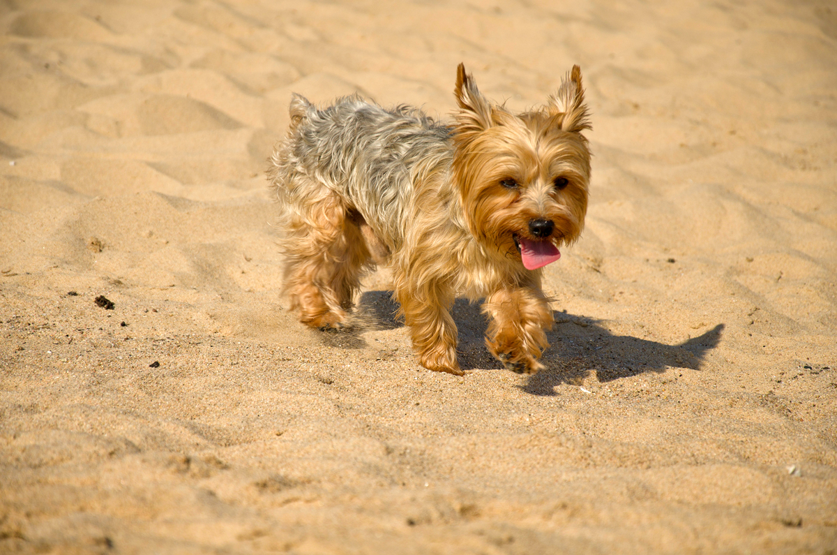 yorkshire terrier azorel