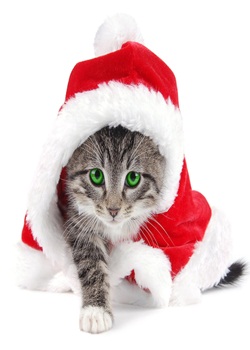Cute Kitten Image for Christmas Cute Kitten Image