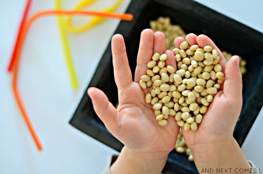 Golden dyed beans for St. Patrick's Day sensory activity from And Next Comes L