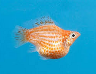 Ikan Hias Air Tawar Jenis Balon