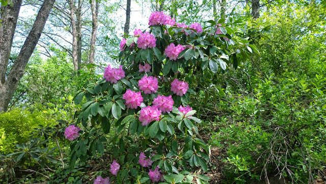Rhododendren-Blüte Gartentage Schloßpark Dennenlohe (c) by Joachim Wenk Rhododendren-Blüte Gartentage Schloßpark Dennenlohe (c) by Joachim Wenk