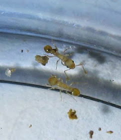 A Cardiocondyla sp. ant workers
