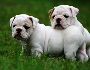 English Bulldog Information and Picture