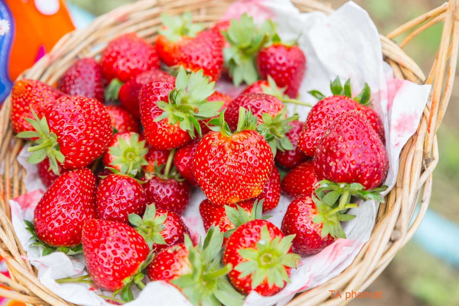 ท่องเที่ยวเมืองโคราช ไปเก็บ Strawberry Pickingไร่แผ่นดินทอง Khao Yai