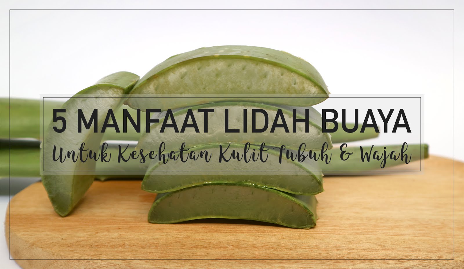 5 Manfaat  Lidah  Buaya  Untuk Kulit Nomor 4 Jangan 