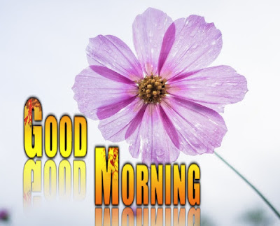 Good Morning Images With Flowers Good Morning Images With Flowers