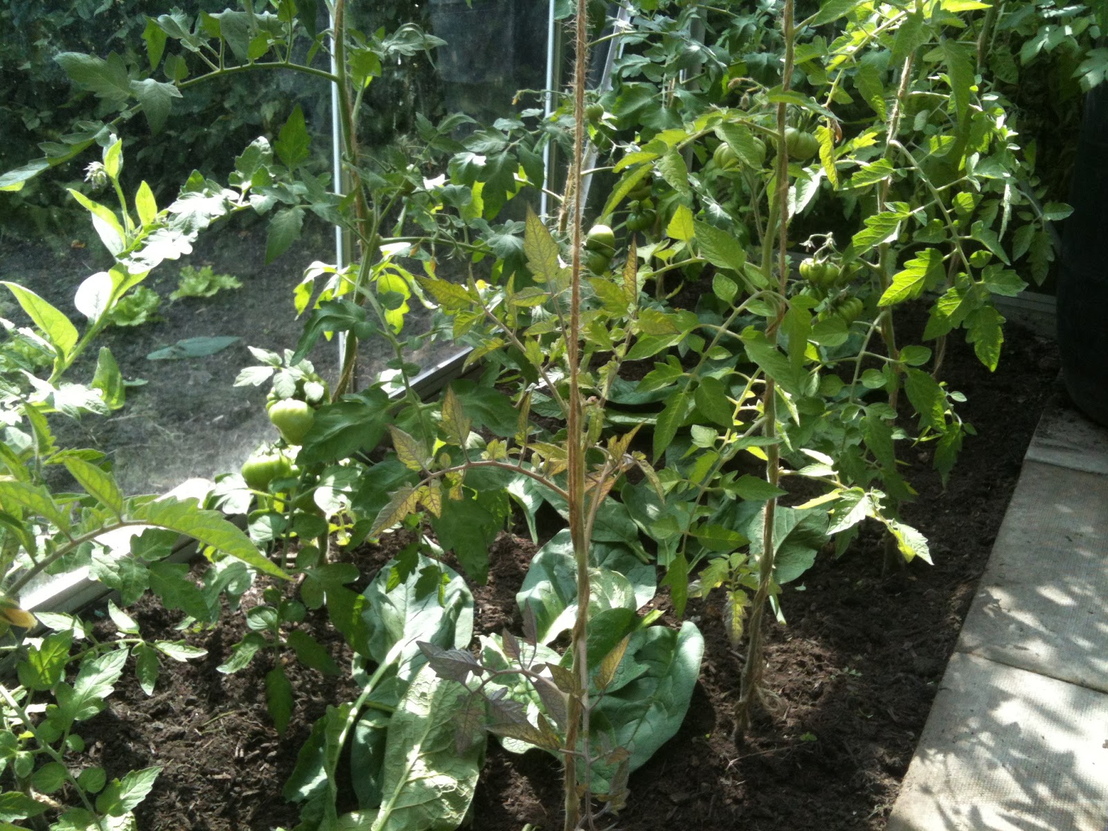 Using A Comfrey Mulch to Boost the Glasshouse Tomatoes Life on Pig Row