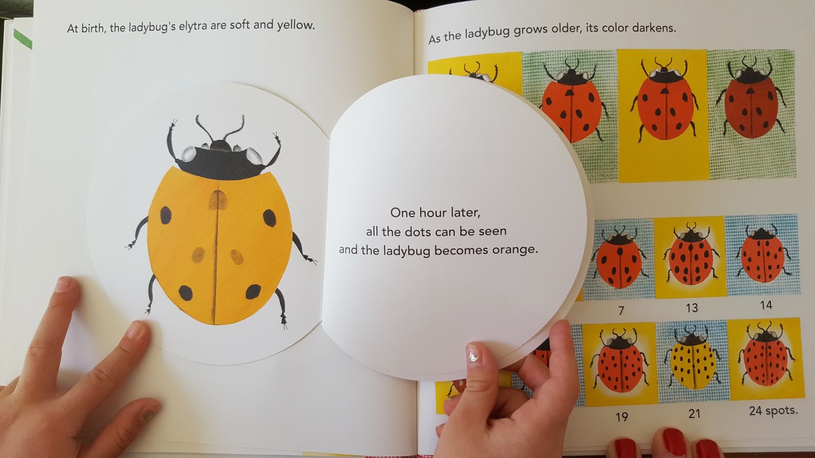 coos & ahhs: Book Review: The Ladybug