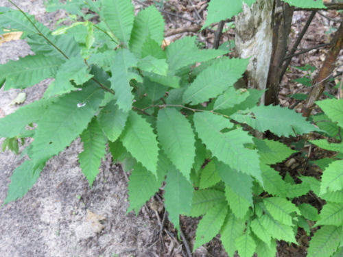 American Chestnut sprout