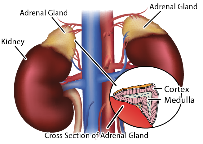 Adrenals Gland 