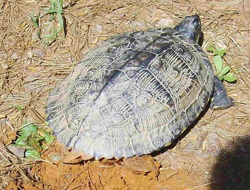 turtle laying eggs in georgia photo copyright by dear miss mermaid