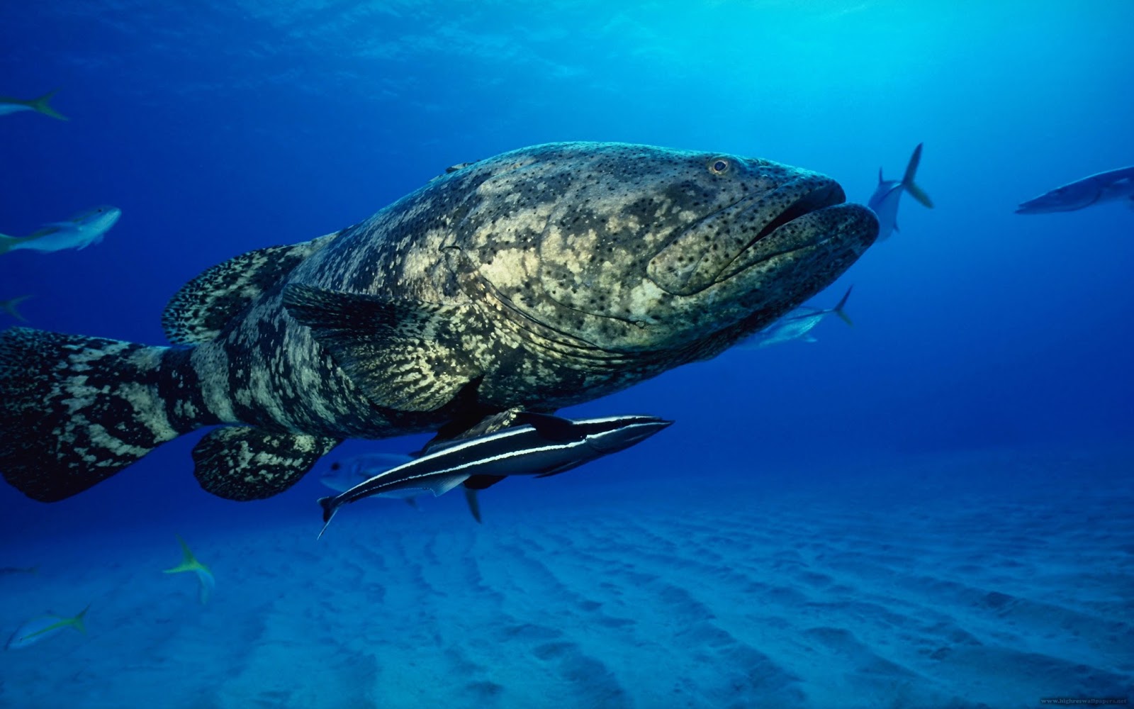 Fish Wallpapers Fish Wallpapers