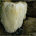 Lion’s Mane – Ιστορική Αναδρομή Και η Θεραπευτικες Ιδιοτητες.