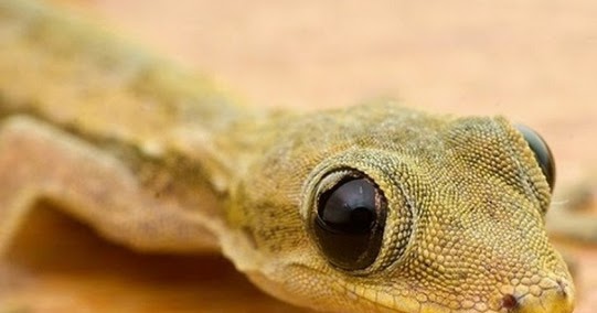 Arti Kejatuhan Cicak Di Perut Menurut Primbon Dan Islam Serta Mitosnya Arti Kejatuhan Cicak