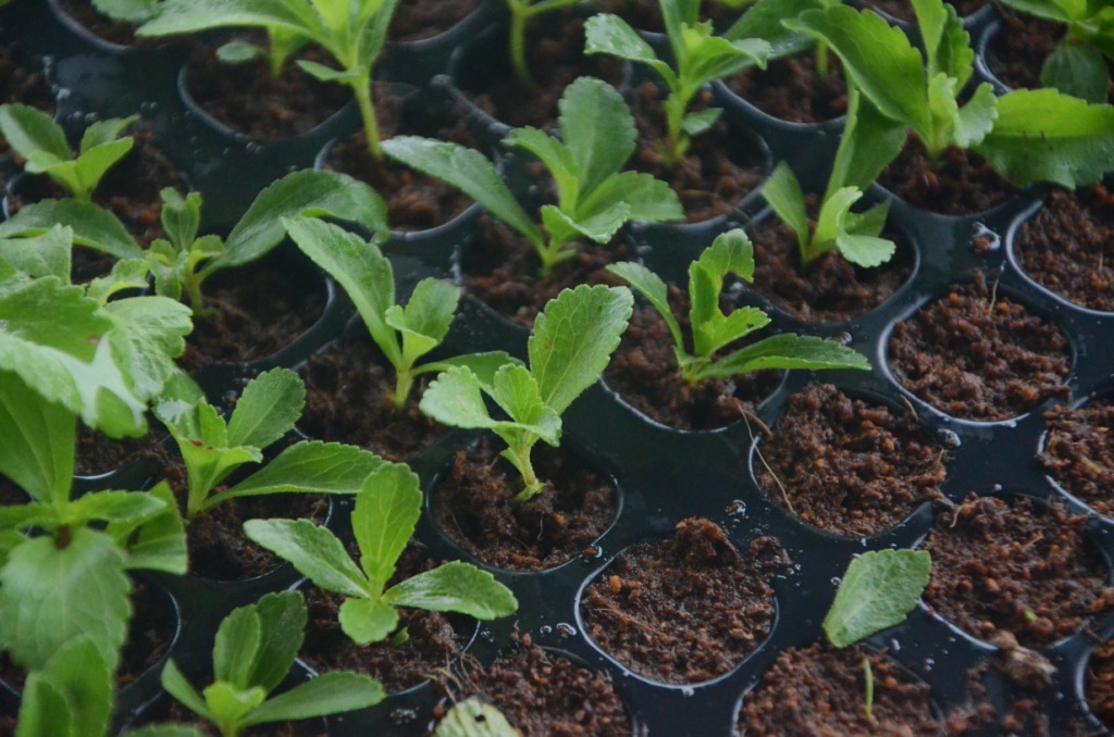 My little vegetable garden Stevia on bigger scale.