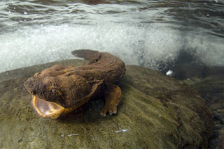 A View from the Beach: Pennsylvania Votes to Save the Snot Otter