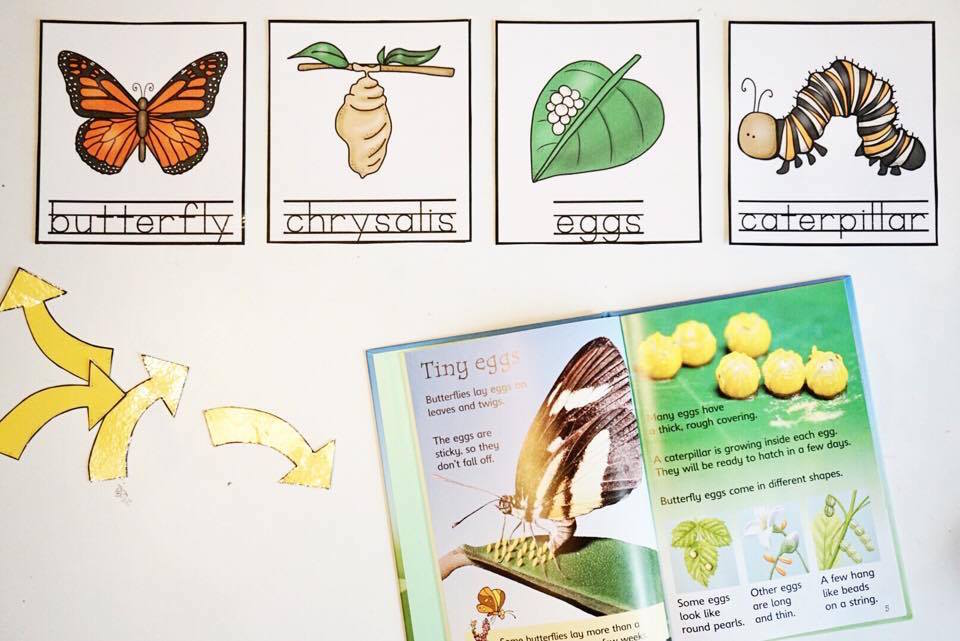 Our Perfect Preschool Intro to the Butterfly Life Cycle! Buck & Chuck