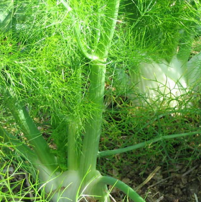 Khasiat Dan Manfaat Adas Pulowaras Bagi Kesehatan Sebenarnya apa saja sih khasiat dan manfaat sehat dari adas Pulowaras  Khasiat Dan Manfaat Adas Pulowaras Bagi Kesehatan