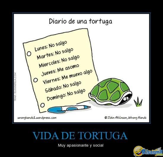 Desmotivaciones de la vida de las tortugas ~ Risas mil! Blog de humor ...