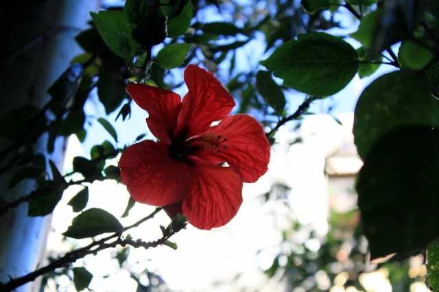 Foto de una flor