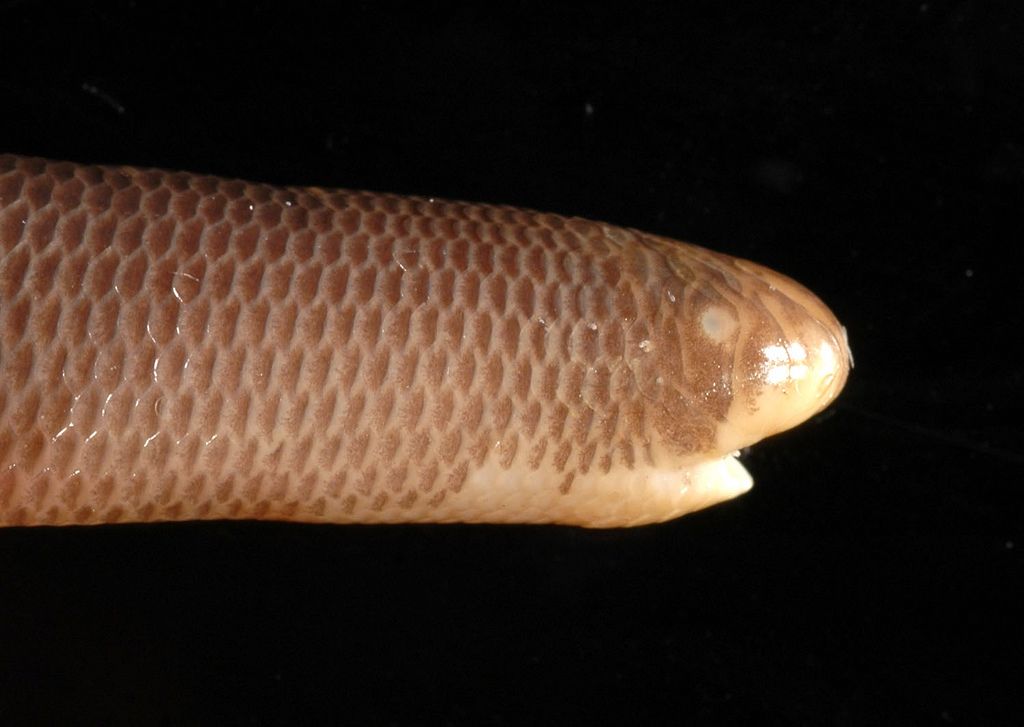 Ofidico Typhlopidae