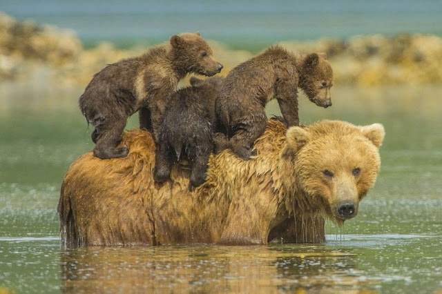 bear cubs playing with mother