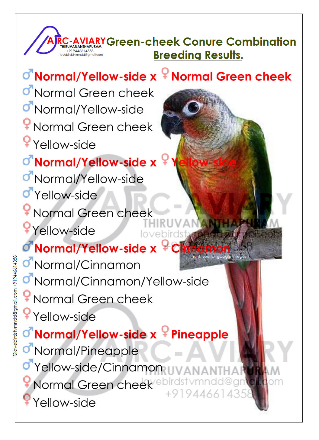 Greencheek Conure and mutations