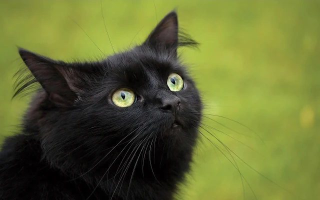Zwarte kat