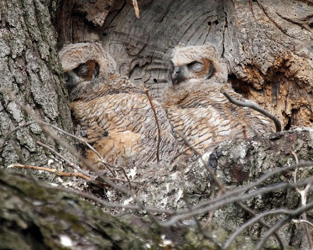 21 Amazing owl camouflage (21 pics) Amazing Creatures