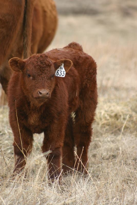 Lautner Farms Boardwalk Bull Calf Butter Creek Club Calves