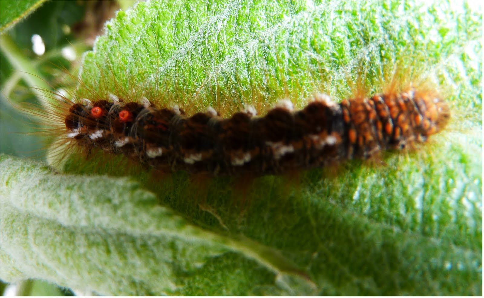 Chenille La Plus Dangereuse Du Monde Le Monde des Animaux Chimériques: La chenille du pommier