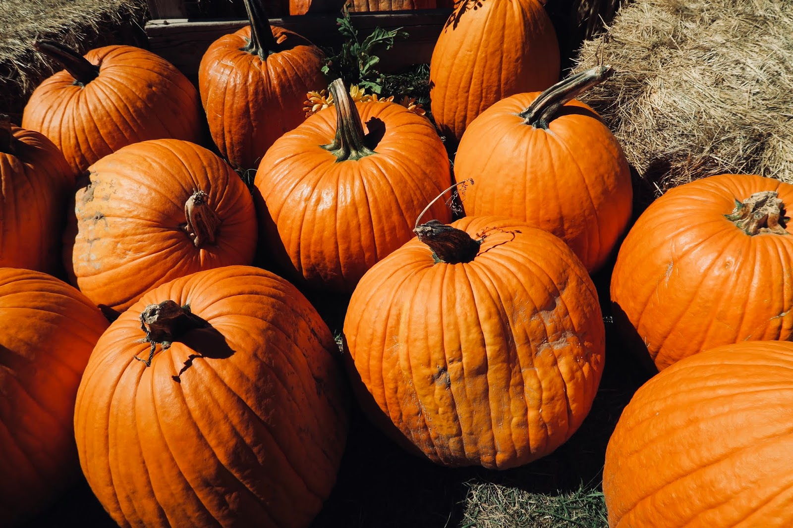 Pumpkins Walking All Around Us In The Fall Pumpkins Walking All Around Us In The Fall