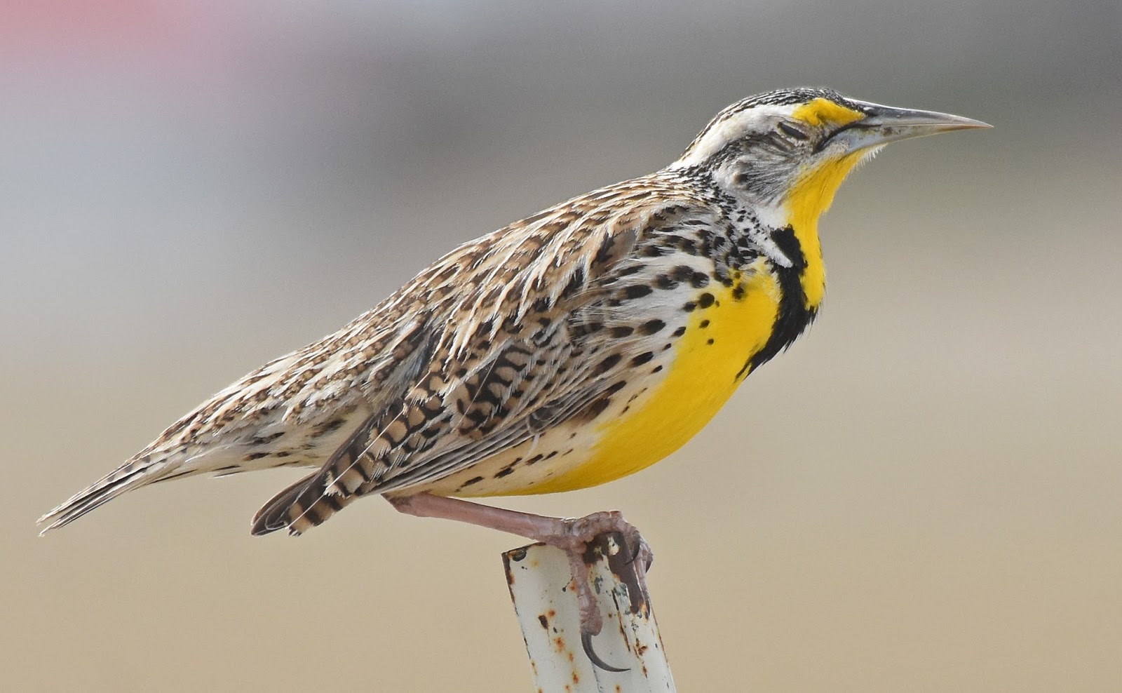 Bird Hybrids: Western Meadowlark x Eastern Meadowlark