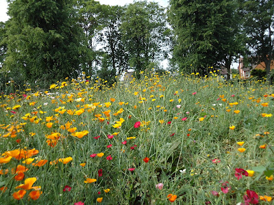 Wild Flowers discovered in a local Park on a Fun Family Walk