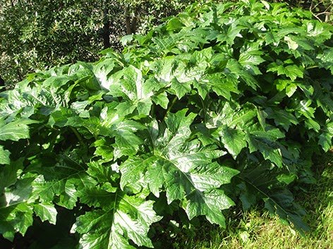 El acanto en invierno