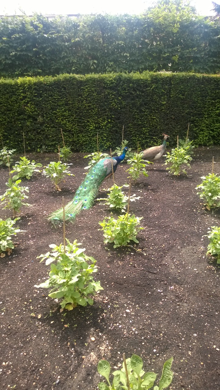 Peacocks And Pea Hens At Holland Park How Adorable? Peacocks And Pea Hens At Holland Park How Adorable?