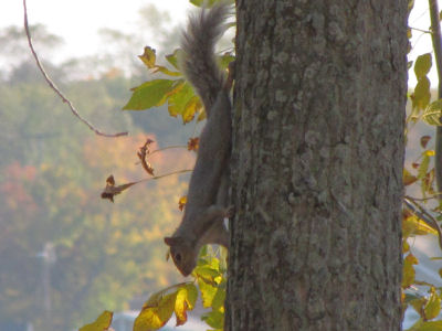 squirrel