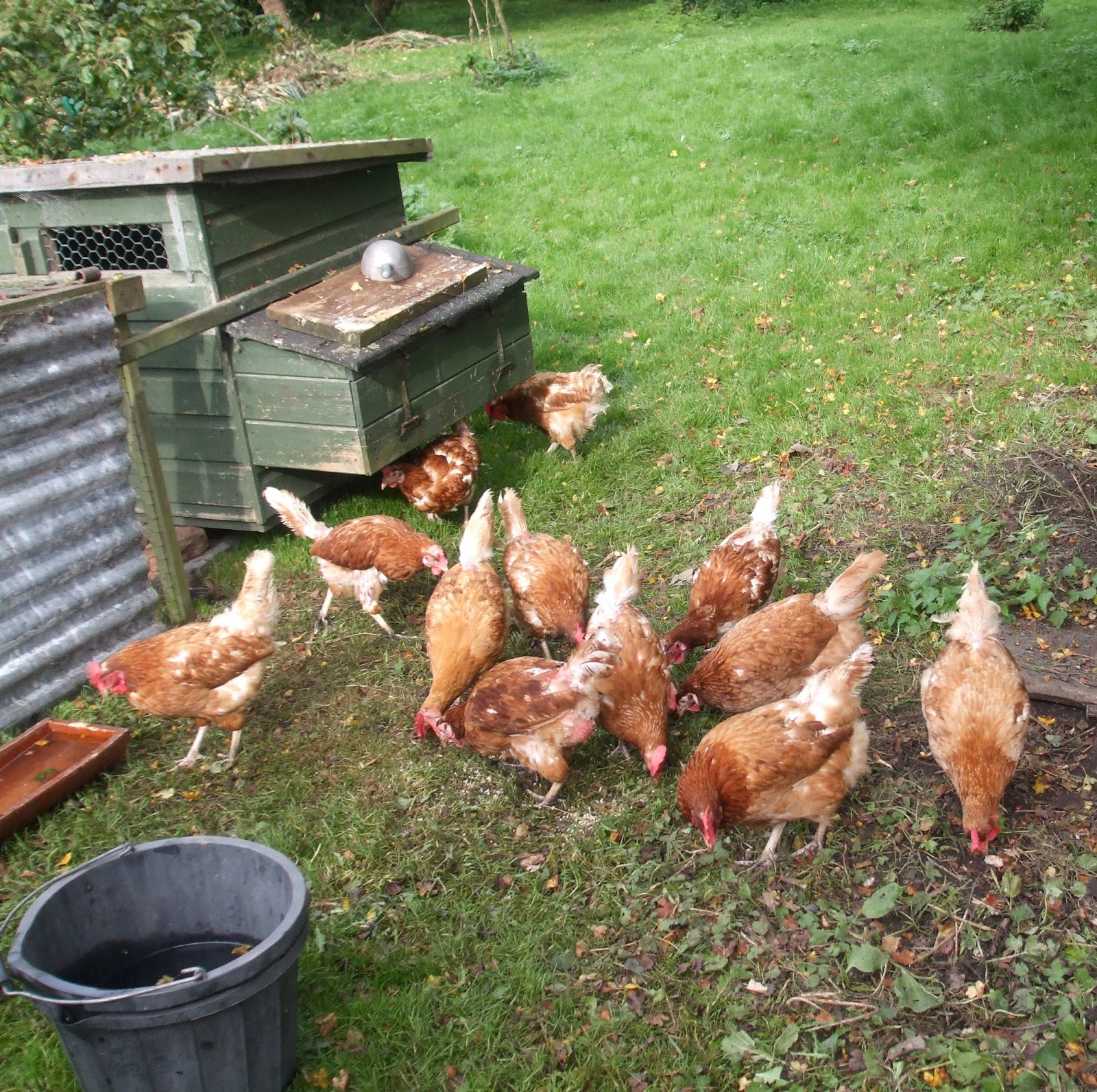East Yorkshire local and family history New chickens
