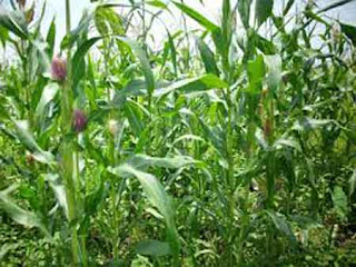 Jagung Tolean - Citro Mduro Jagung Tolean - Citro Mduro
