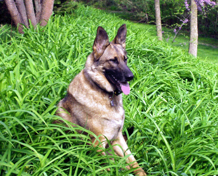 Hailey in the daylilies