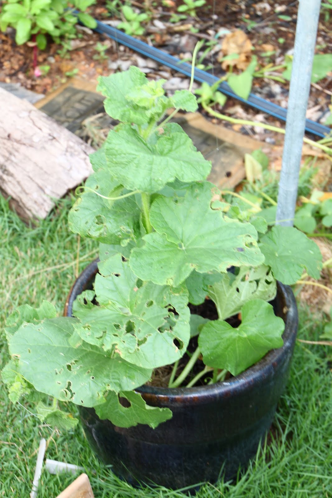 Journey Of My Garden Rock Melon