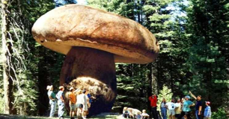 Dünyanın en büyük mantarı, Oregon'daki Malheur Ulusal Ormanı'nda bulunmaktadır.